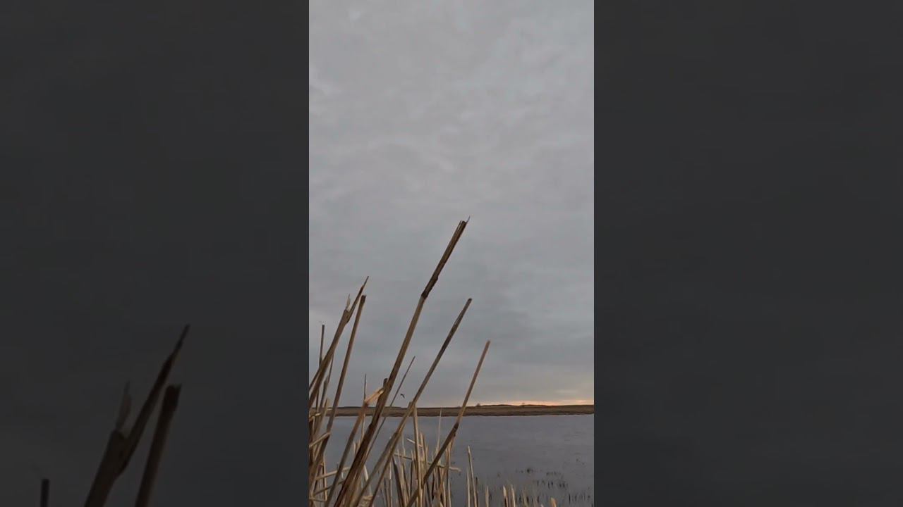 Подсели на подсадную утку #hunting смотреть онлайн