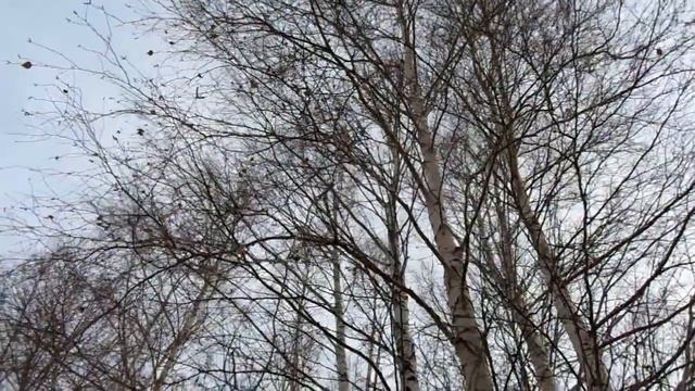 Вот и осень прошла, а зима задержалась в дороге... Леонид Телешев смотреть онлайн