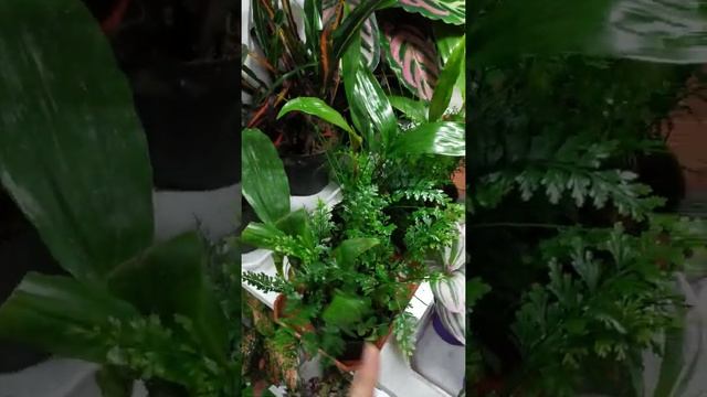 (NEW)Редкие комнатные растения ( ВИДЕО ОБЗОР ЦВЕТОВ ИЗ НАЛИЧИЯ )Цветы из Голландии 25. смотреть онлайн