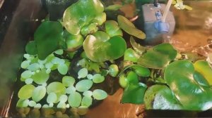 Эйхорния. Водяной гиацинт.