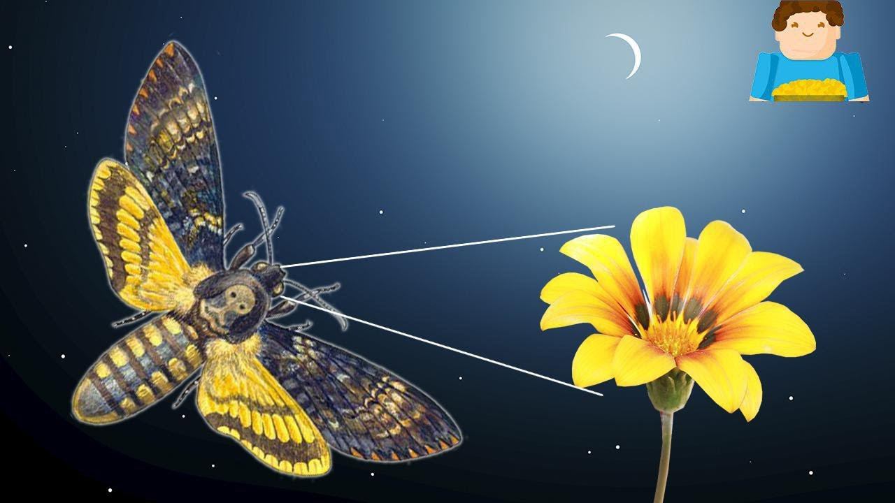 Как животные видят в темноте? | Plushkin смотреть онлайн