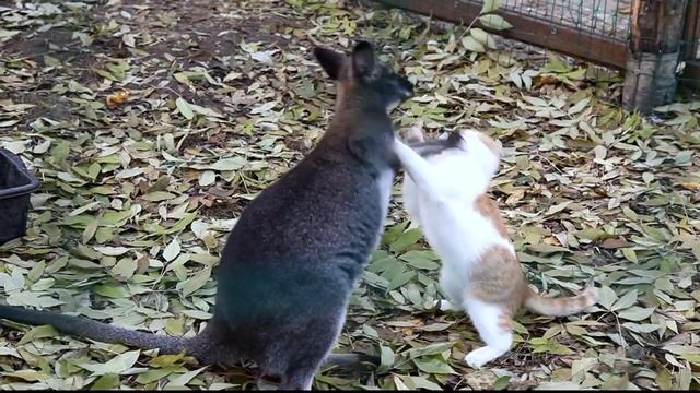 кенгуру против кота смотреть онлайн