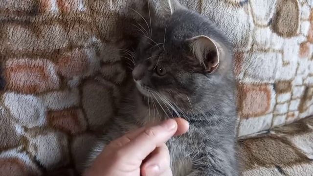 можно коту отрезать усы? смотреть онлайн