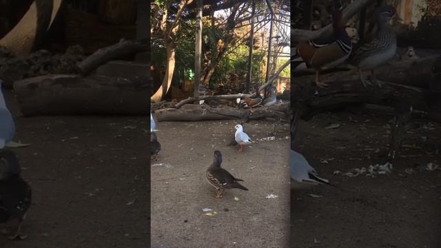 Качка-мандаринка. Мандари́нка. Mandarin duck. Охоронний статус LC смотреть онлайн