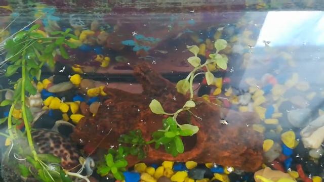 маленькие гупешки)) смотреть онлайн