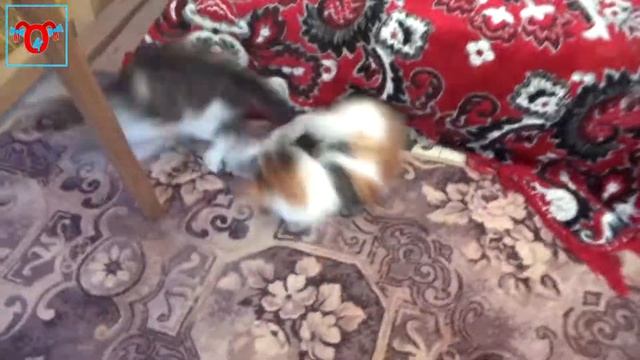 МАМА ХОЧЕТ ПОИГРАТЬ! Котятам 3 месяца. #28 смотреть онлайн
