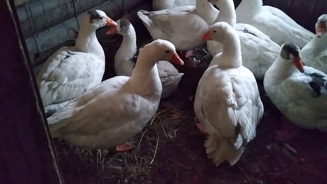 Когда гуси начинают нести яйца и когда лучшее время для появления гусят. Зачем зола курам? смотреть онлайн
