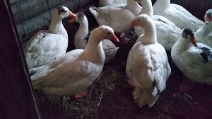 Когда гуси начинают нести яйца и когда лучшее время для  появления гусят. Зачем зола курам?