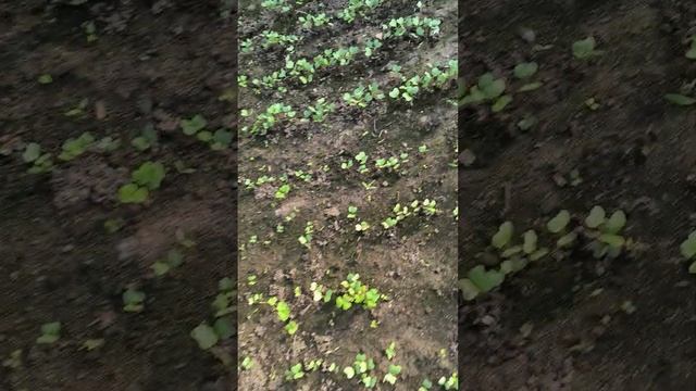 Всходы капусты в первой декаде апреля смотреть онлайн