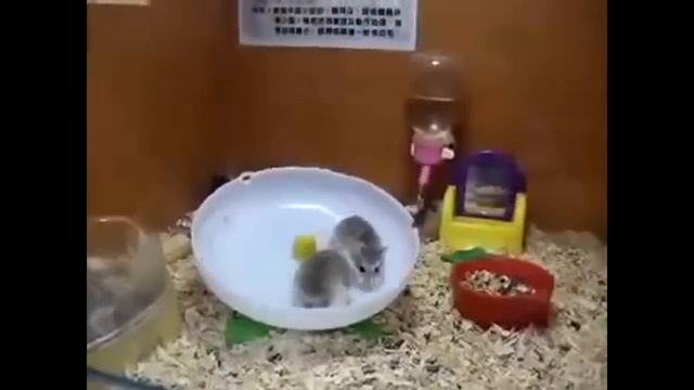 Смешные хомяки смотреть онлайн