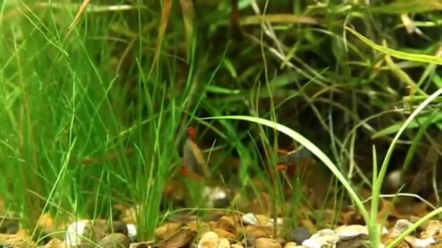 Микрорасбора Галактика Danio margaritatus Microrasbora sp. Galaxy смотреть онлайн