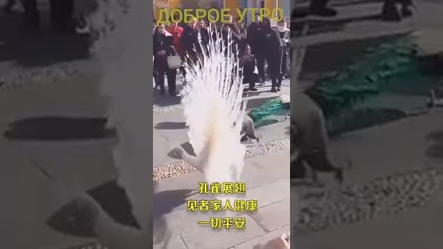 ПОЛЕТ И ТАНЕЦ ПАВЛИНА... смотреть онлайн