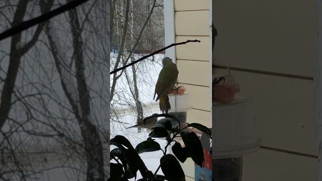 Вторая неделя!!! Седой зеленый дятел или уже по домашнему Зелёный,прилетает к нам каждый день. И,эт смотреть онлайн