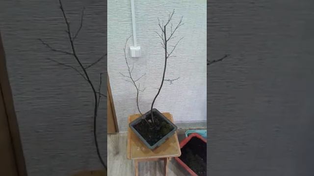 Бонсай из березы. смотреть онлайн