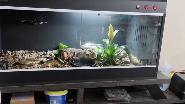 ?Warning? | Live Feeding | Sunday (Ball Python) Feed Day 1 смотреть онлайн