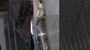 как чирикает попугай корелла кеша