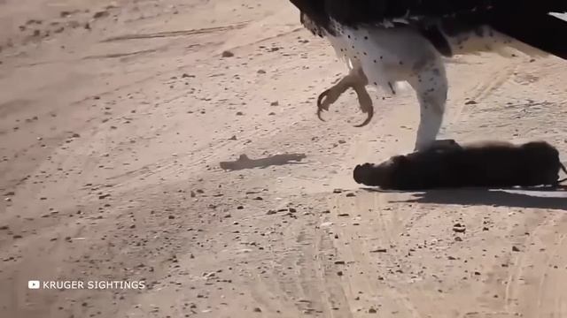 100 Самых Пугающих и Удивительных Случаев с Животными, Снятых на Камеру смотреть онлайн
