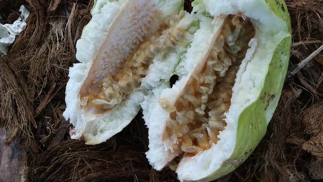 Passiflora quadrangularis - Giant Passion Fruit has edible Seeds AND Rind смотреть онлайн