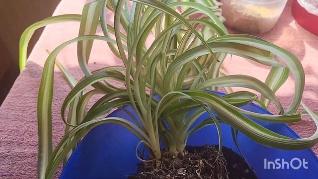 Хлорофитум кудрявый Bonnie. 19.06.2023. смотреть онлайн