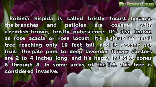 Locust Tree With Purple Blooms смотреть онлайн