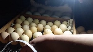 Месячные яйца из холодильника заложила в инкубатор. Что из этого получится.Овоскопирование