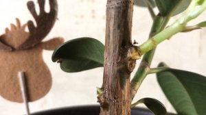 Как быстро разветвить  фикус каучуконосный. Часть 2