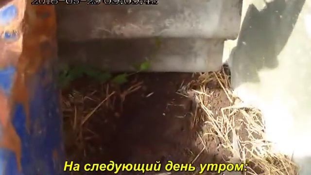 Медведка. Рубит от медведки. смотреть онлайн
