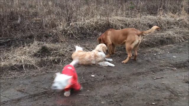 Вечерняя прогулка. Красивый закат. Встреча с друзьями. смотреть онлайн