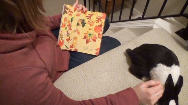 Rabbit Listening to a Bedtime Story смотреть онлайн
