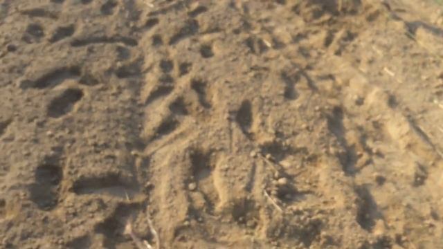 Посадка Павловнии осень 2019 - Посадка однолетних саженцев Шан тонг. Схема посадки 4х4. смотреть онлайн