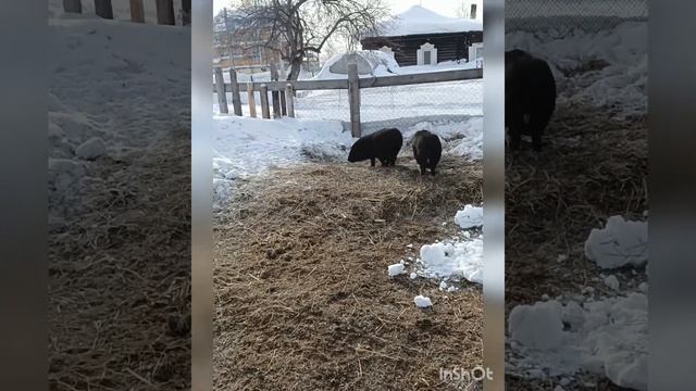 РЕМОНТ ПРОДОЛЖАЕТСЯ В НОВОМ ДОМЕ-КАКОЙ ПОЛУЧИЛАСЬ ПЕРВАЯ КОМНАТА-КОГО РОЖАЮТ КОЗЫ смотреть онлайн
