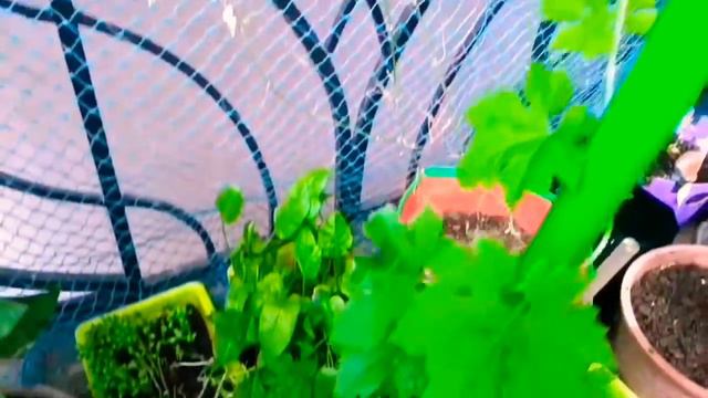 #SOWING #SEEDS #TOWARDS #SELF#SUSTENANCE #MS #ROHINI #INDIA 💐💪🎊