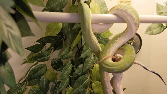 Green Tree Python Feeding Sequence смотреть онлайн