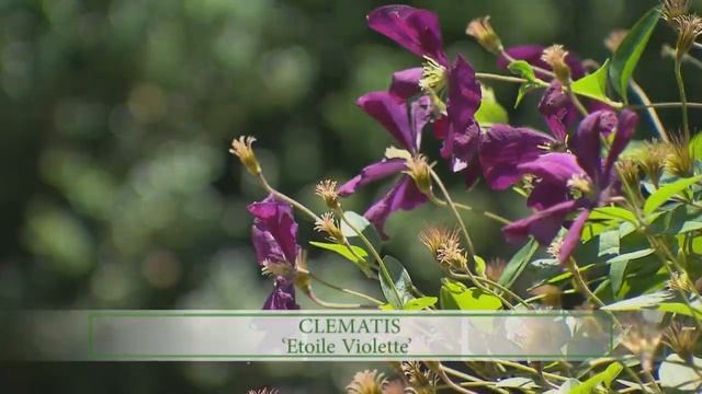 Clematis Collection | Volunteer Gardener смотреть онлайн