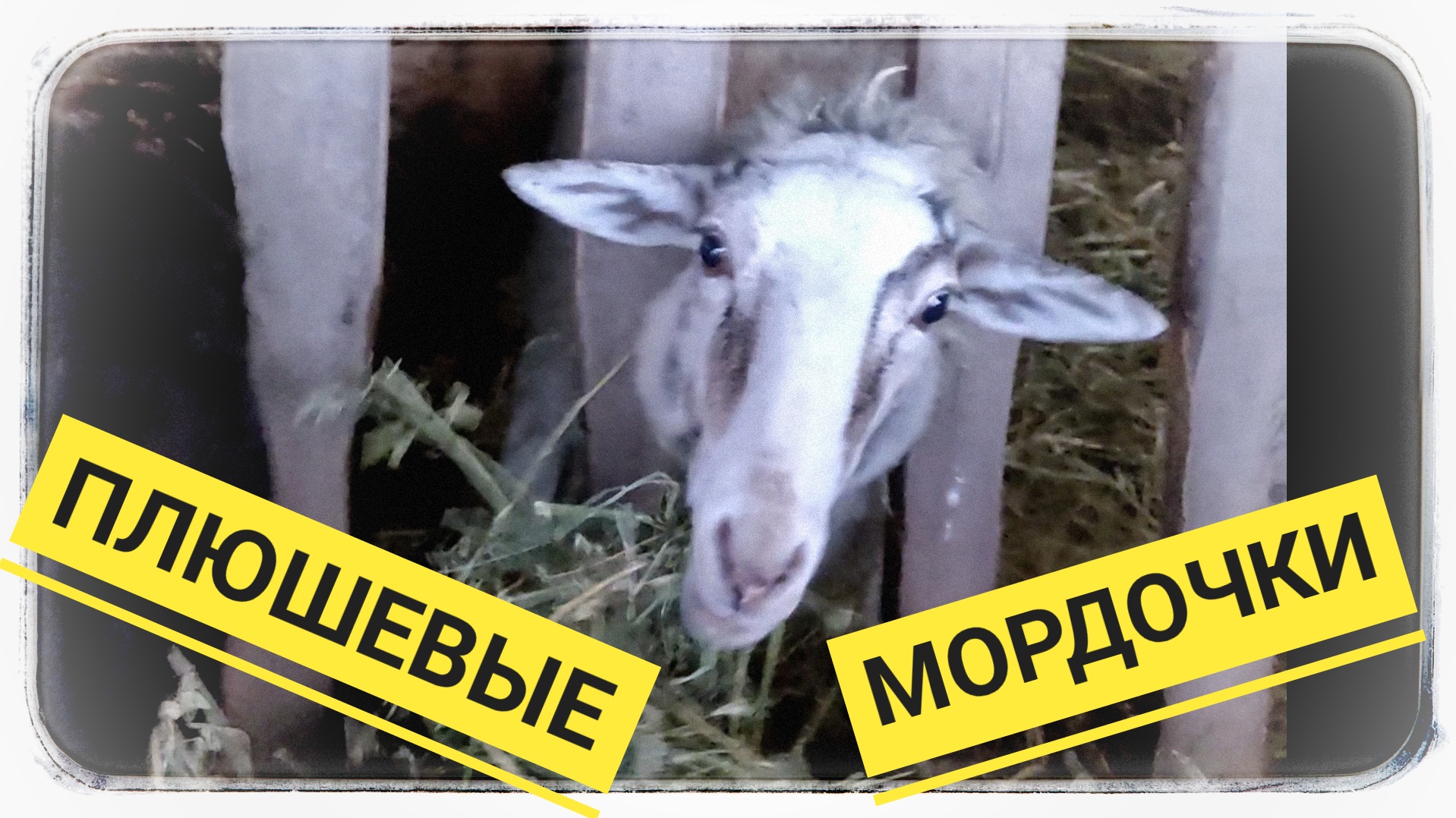 Плюшевые мордочки в эфире? смотреть онлайн