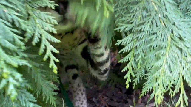 Сервал в кустах 🐆🌾 savannah cat serval cat Versa🐾 смотреть онлайн