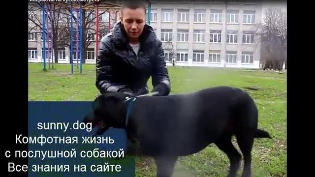 гиперактивная собака внимание смотреть онлайн