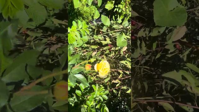 8 września 2023🌹🌹RÓŻE🌹Weg der SINNE🌹Lampion🌼💛🌹Ascot🌹Sunny rose🌼💛🌹 смотреть онлайн