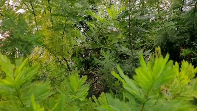 Медитация Благодарность Вашему телу смотреть онлайн