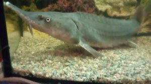 Кормление осетра в аквариуме