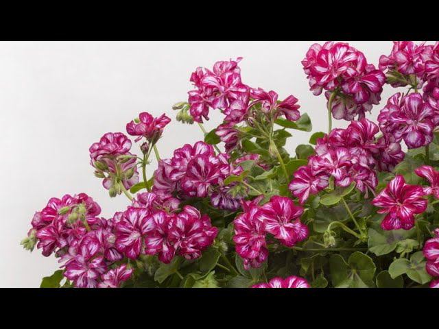 Примененение ССС (Атлета) на плющелистной пеларгонии (ампельной герани). смотреть онлайн
