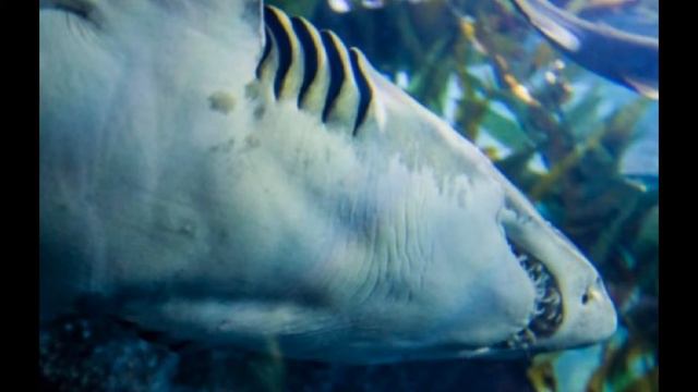 Аквариум в Dubai Mall смотреть онлайн