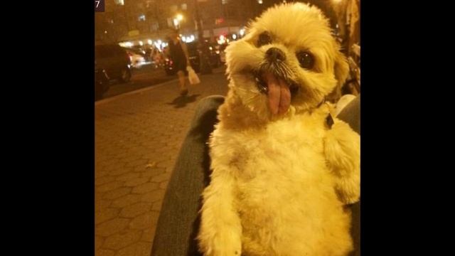 Пёс Марни. Звезда Инстаграма теперь на Ютубе. смотреть онлайн