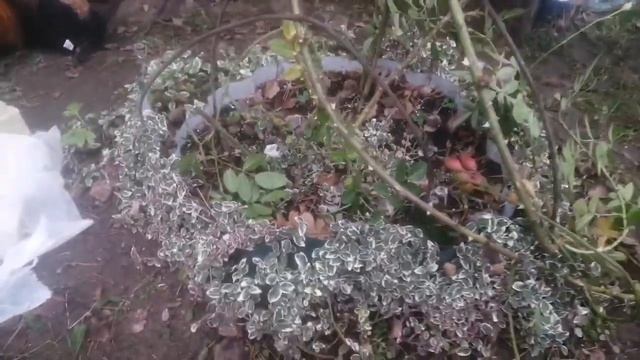 Осенние работы на даче. Укрытие железными дугами Плетущие Розы. смотреть онлайн