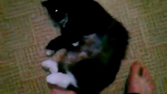 Ласковый кот и ноги хозяина смотреть онлайн