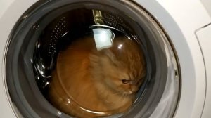 Experiment - Cat - in а Washing Machine
