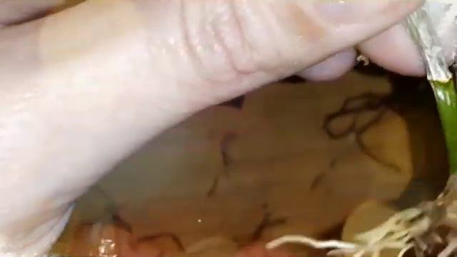 Дендробиум .попытка момочь растению.осталось только обработать. смотреть онлайн