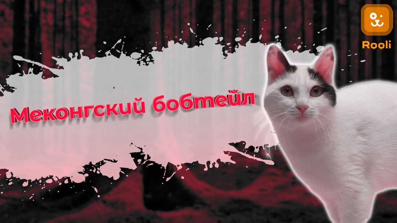 Меконгский бобтейл смотреть онлайн