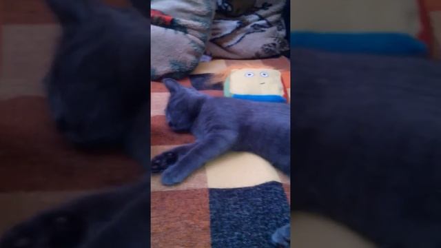 Расчесываем кота,обзор-сравнение расчески))