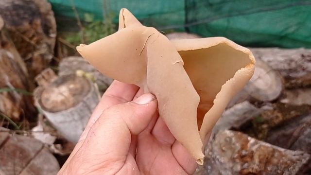 Peziza varia смотреть онлайн